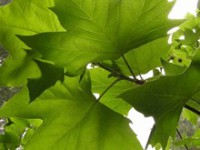 /album/fotogaleria-a-medida/catalogo-blochouse-page7-image1-jpg/